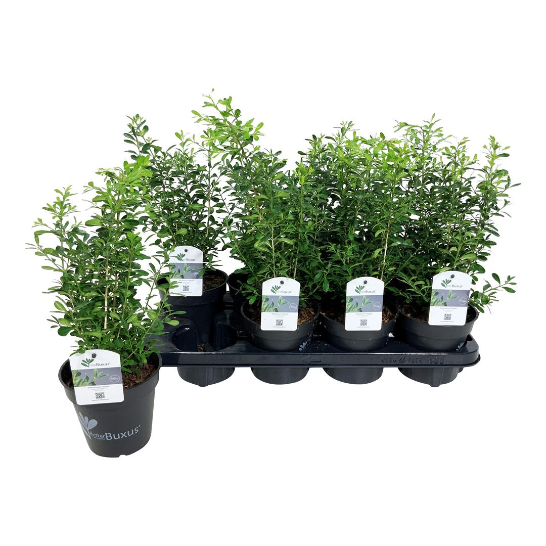 BetterBuxus® &