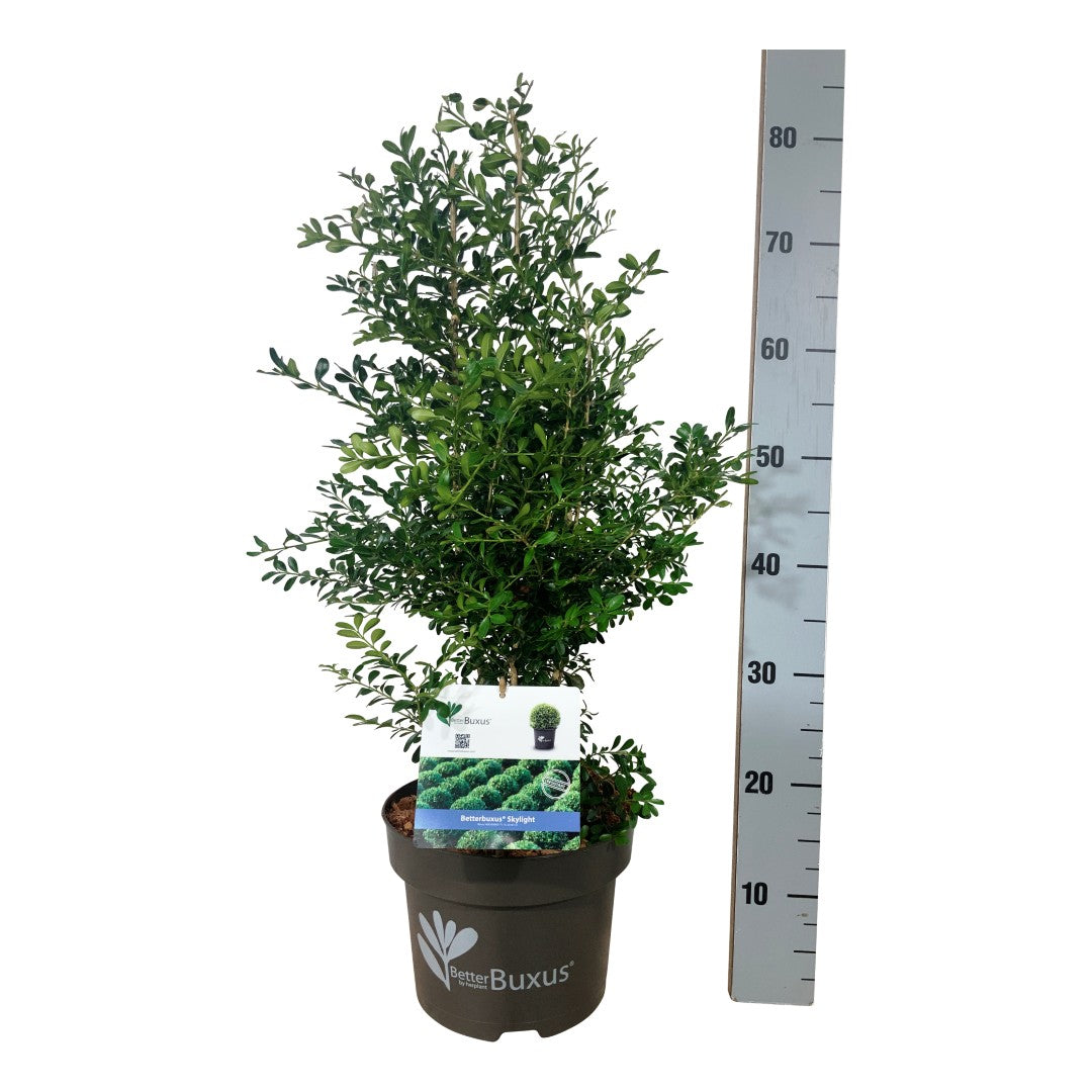 BetterBuxus® &