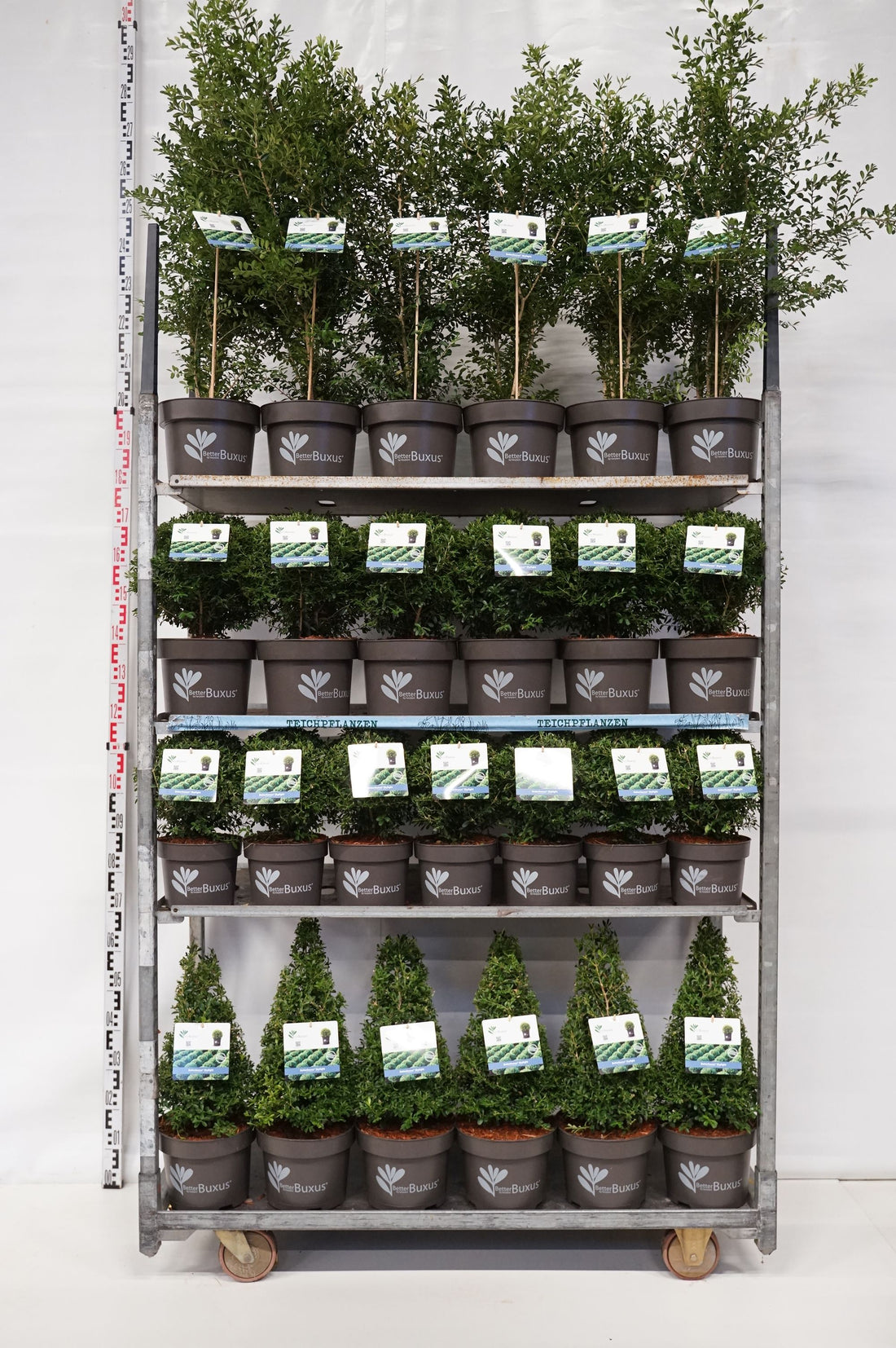 BetterBuxus® &