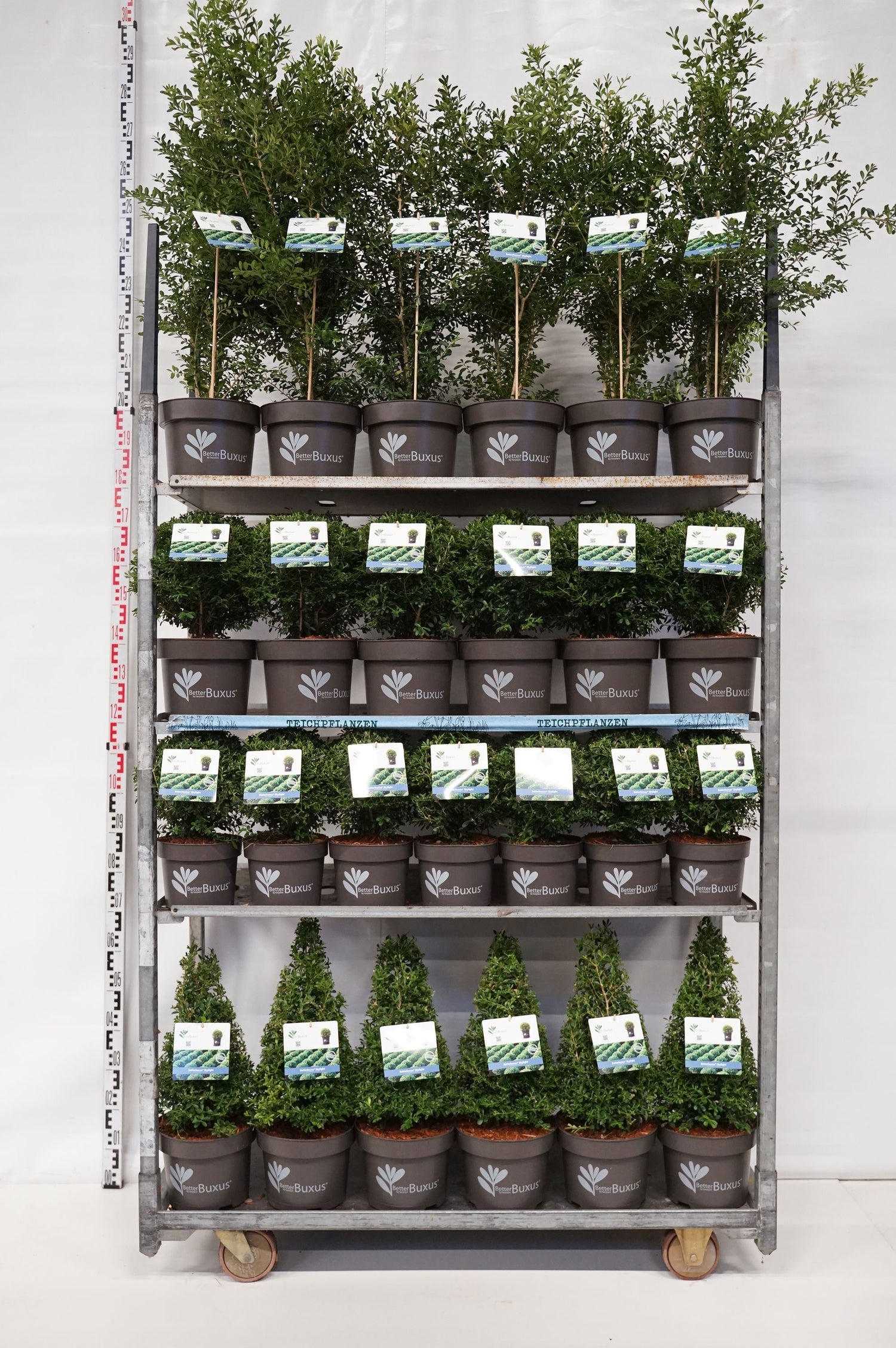 BetterBuxus® &
