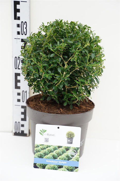 BetterBuxus® 'Skylight'