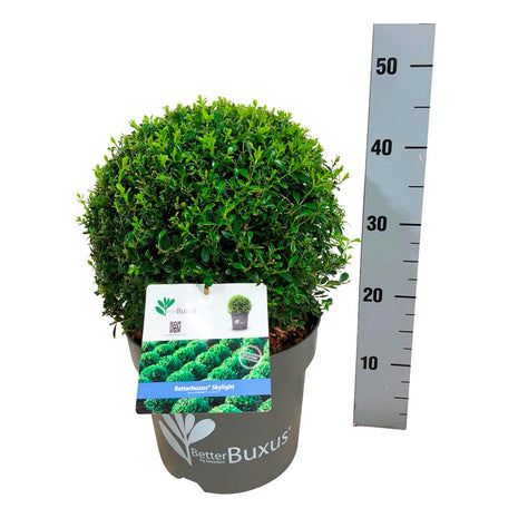 BetterBuxus® 'Skylight'