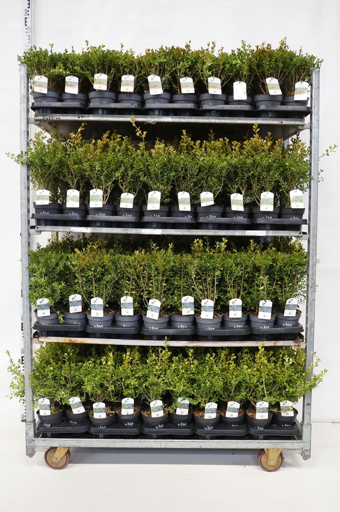 BetterBuxus® i sorter - C1/P13 20-25 CM
