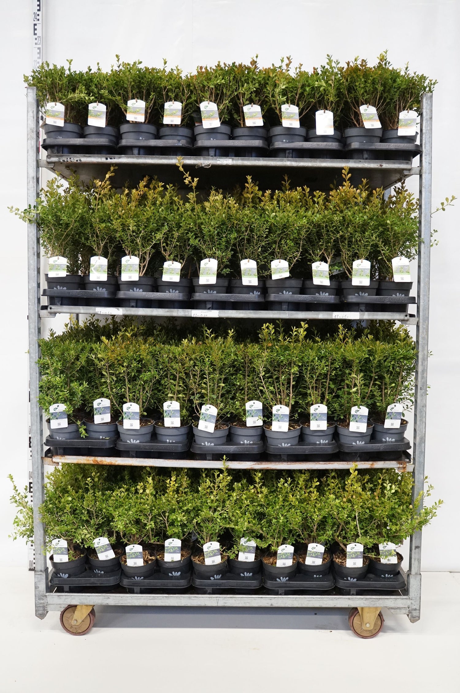 BetterBuxus® i sorter - C1/P13 20-25 CM