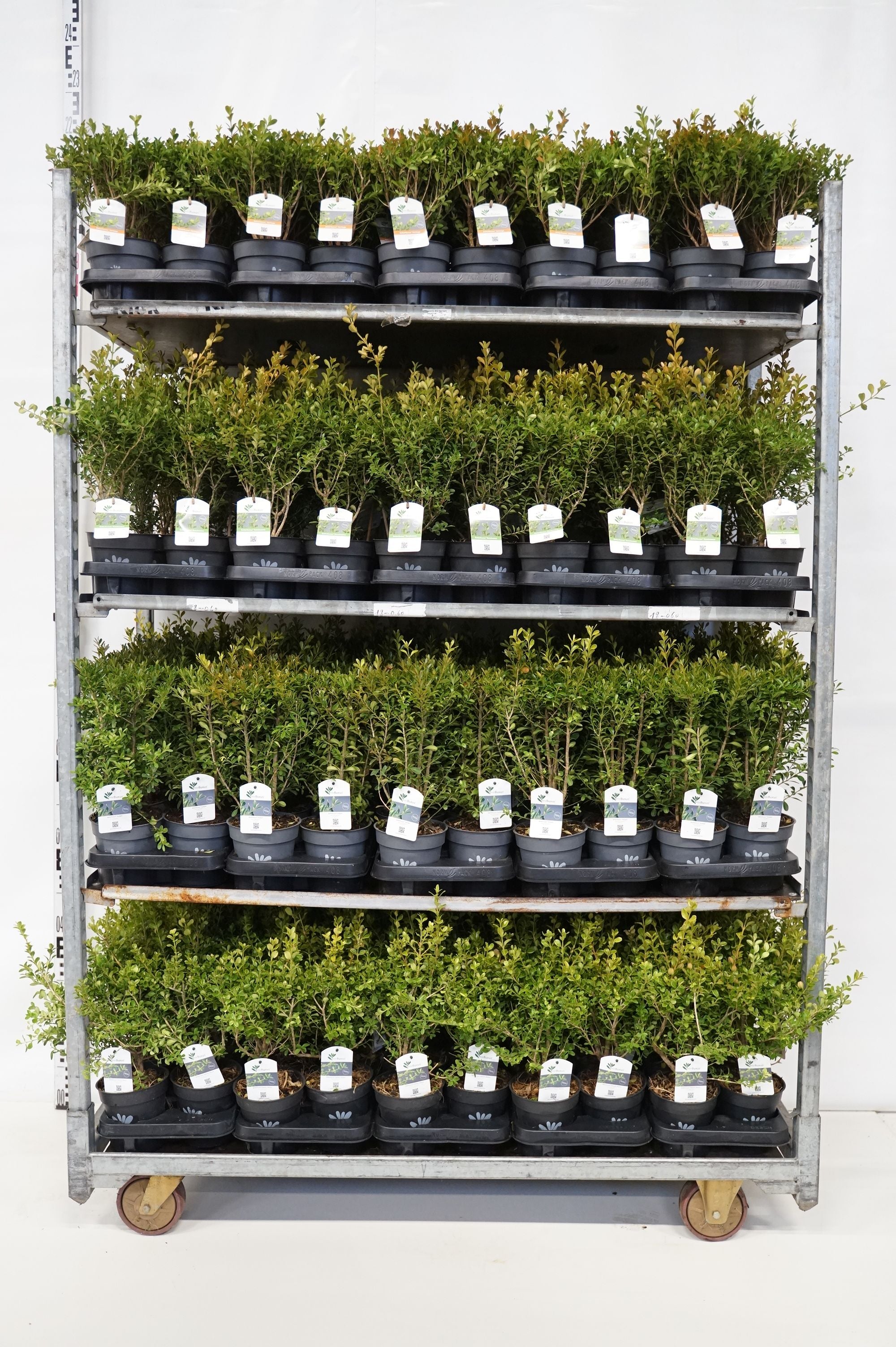 BetterBuxus® i sorter - C1/P13 20-25 CM