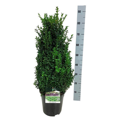 Buxus sempervirens 50-60 cm, C7 (7 liters kruka)