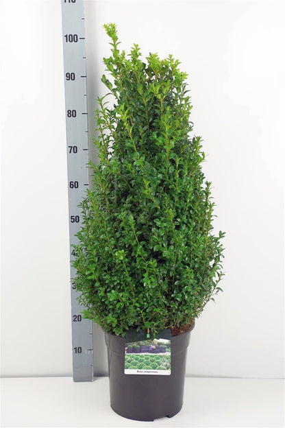 Buxus sempervirens C10 (10 liters kruka) 60-80 cm