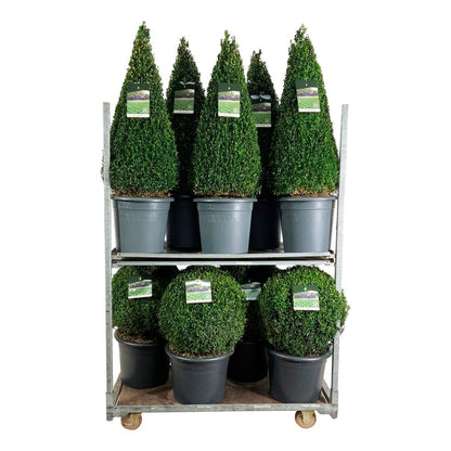 Buxus sempervirens Mix CC 4