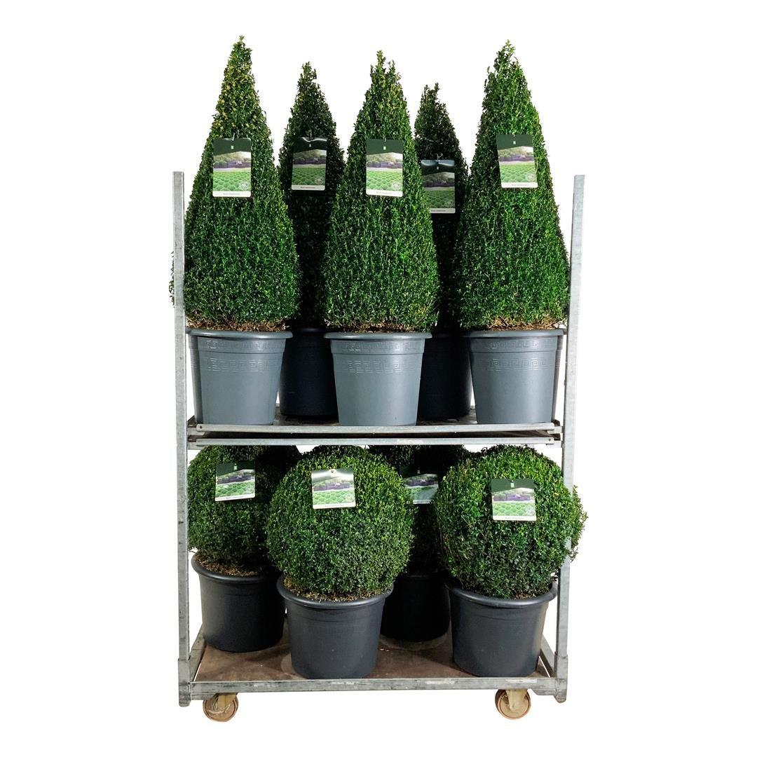 Buxus sempervirens Mix CC 4