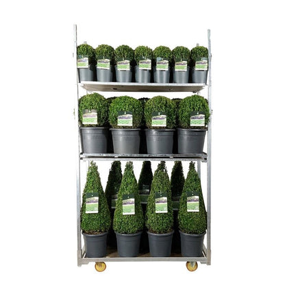 Buxus sempervirens Mix CC 5