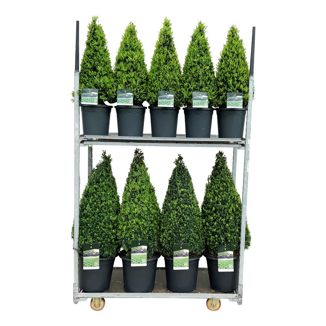 Buxbom sempervirens - MIX CC 6