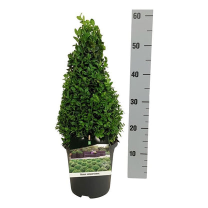 Buxus sempervirens 30-40 cm konformad C3 (3 liters kruka)
