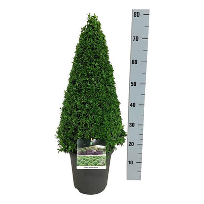 Buxus sempervirens kägelformad 50-60 cm C5 (5 liters kruka)