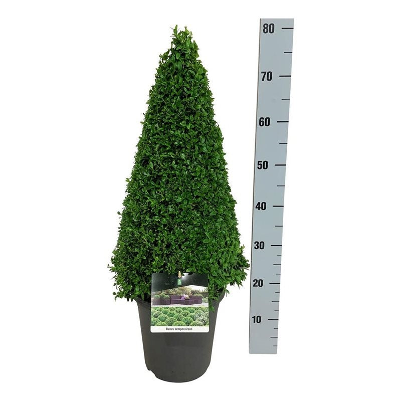 TW-2788662