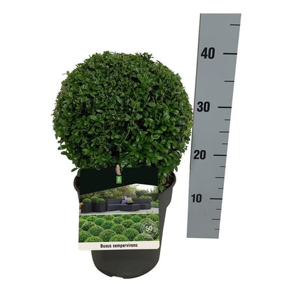 Buxus sempervirens Klot 20-25 cm C3 (3 liters kruka) / 19 cm kruka