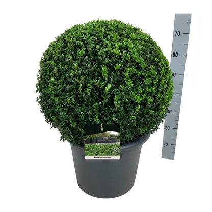 Buxus sempervirens Klot 50-55 cm C26 (26 liters kruka)