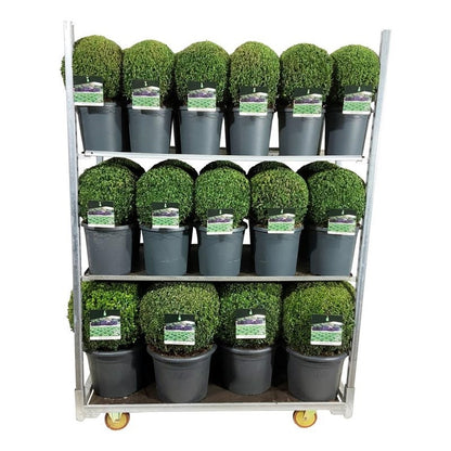 Buxus sempervirens MIX CC 2