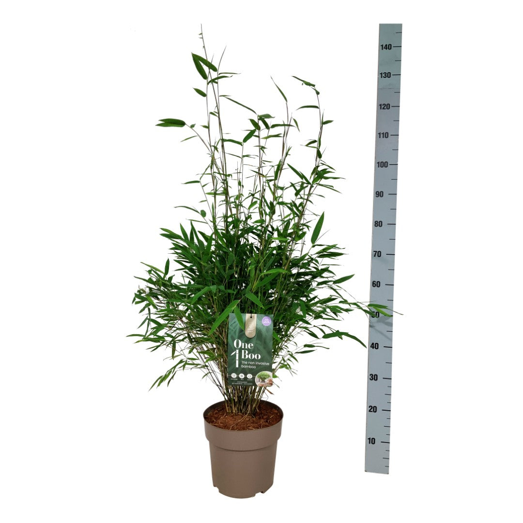 Fargesia nitida &