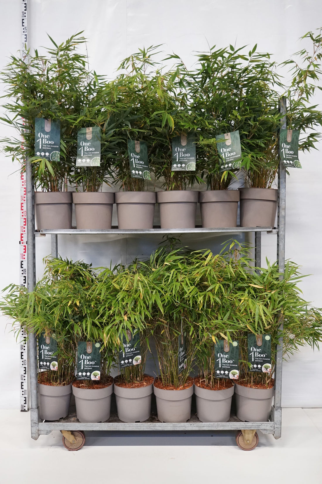 Fargesia in cultivars - C7/P24