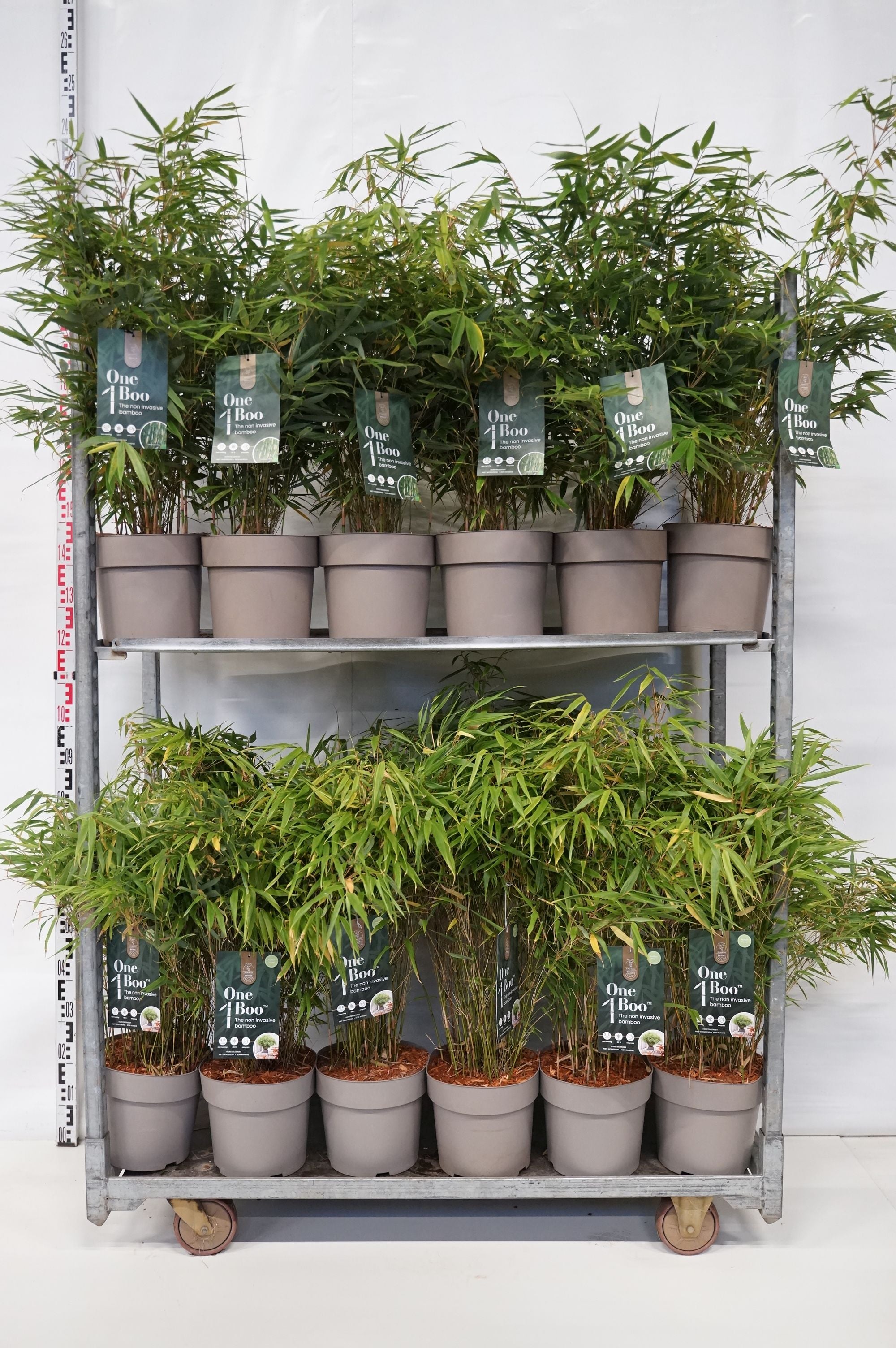 Fargesia in cultivars - C7/P24