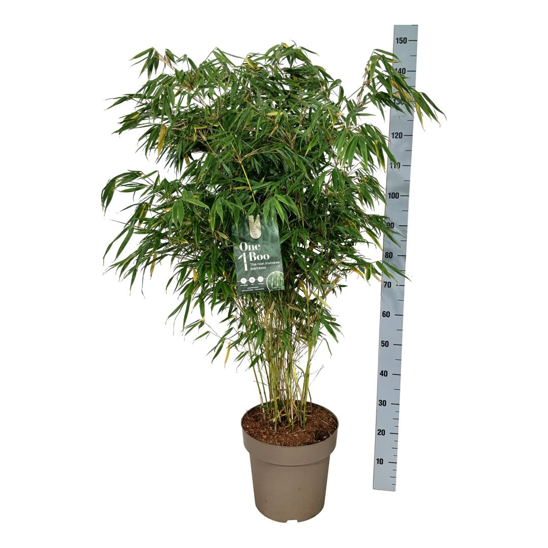 Fargesia robusta &