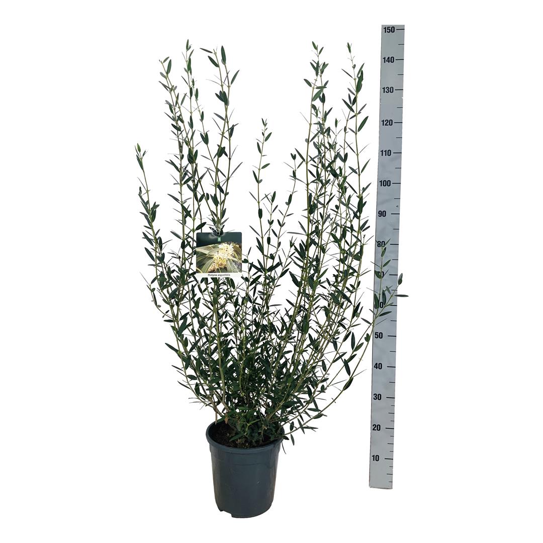 Phillyrea angustifolia - C7/P24 60-80 CM