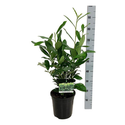 Prunus laur. &