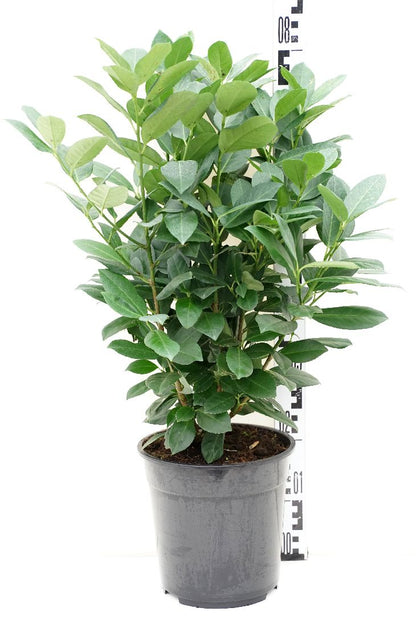 Prunus laurocerasus &