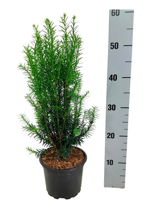 Taxus media 'Hicksii'