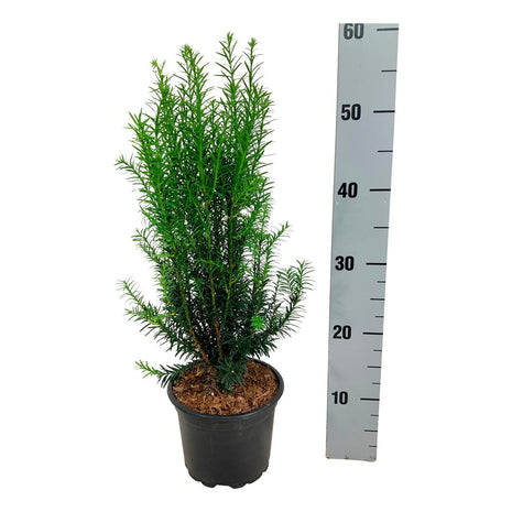 Taxus media 'Hicksii'