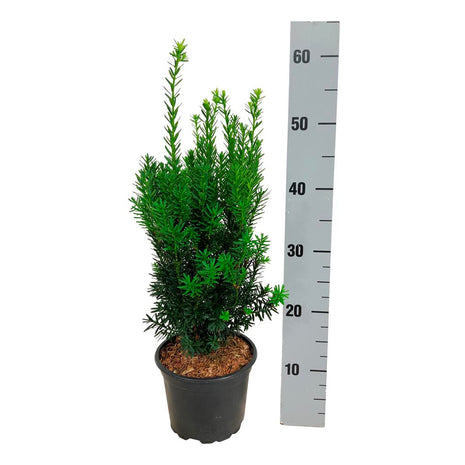 Taxus media 'Hillii'