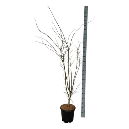 Acer pal. &