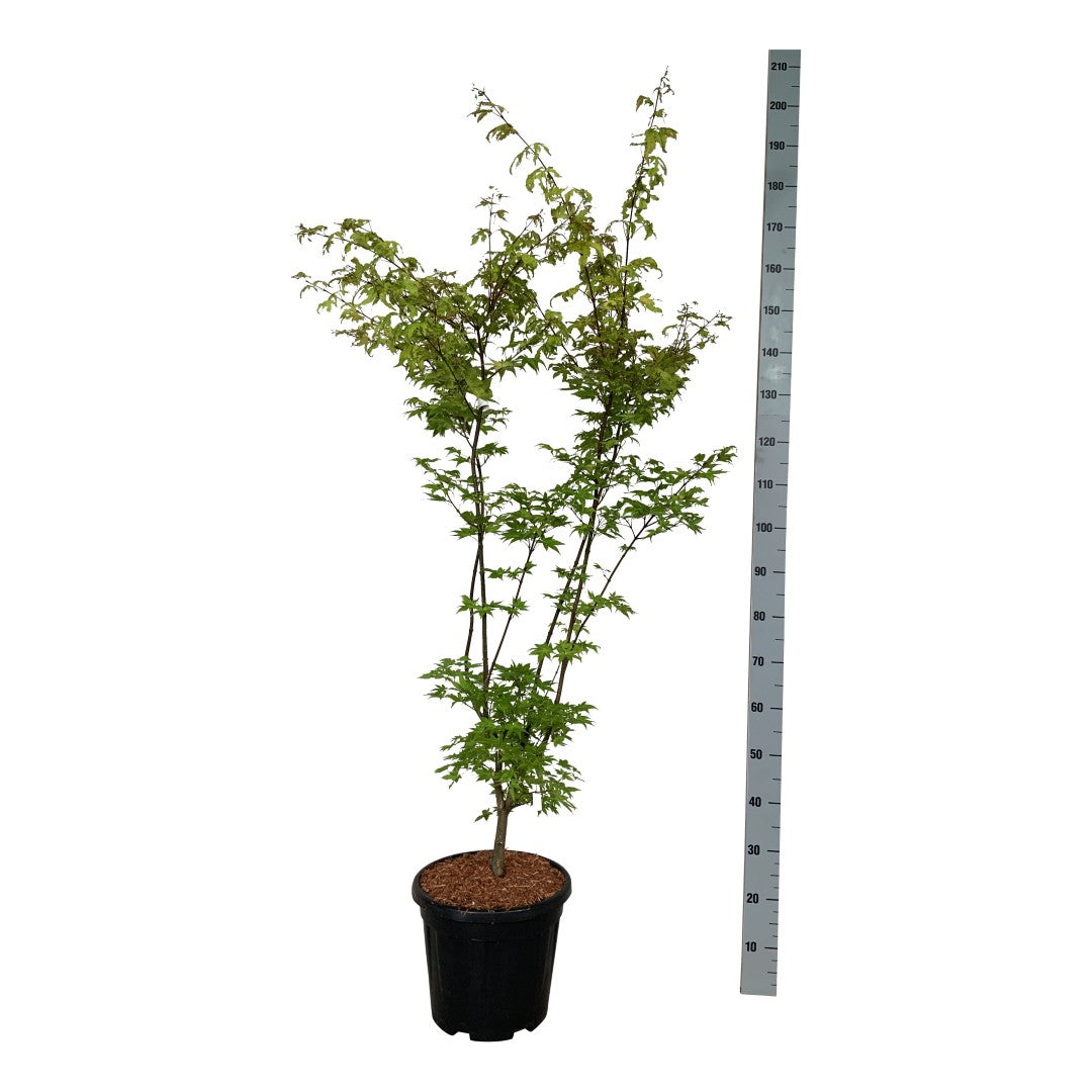 Acer palmatum &