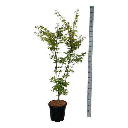 Acer palmatum &