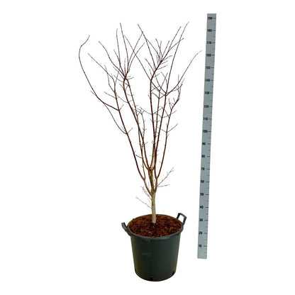 Acer palmatum &