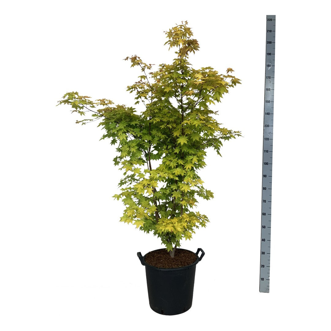 Acer palmatum &