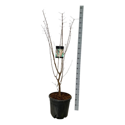 Acer griseum C30 (30 liters kruka) 125-150 cm Extra