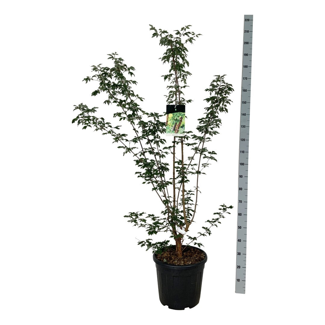 Acer griseum C30 (30 liters kruka) 125-150 cm EXTRA