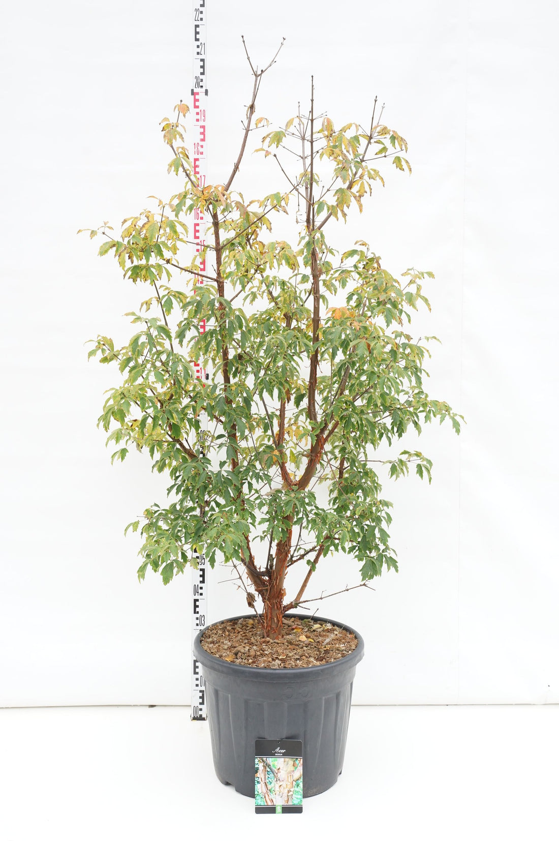 Lönn griseum - C55 150-175CM EXTRA