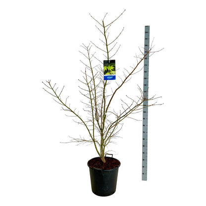 Acer &