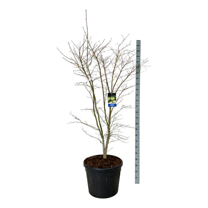 Acer &