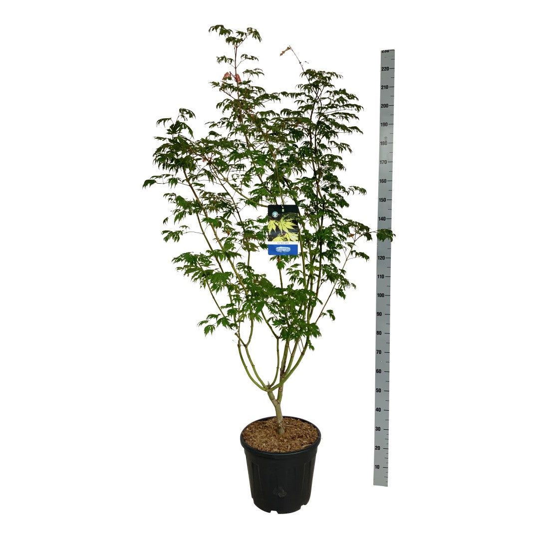 Acer &