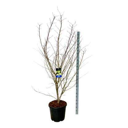 Acer &