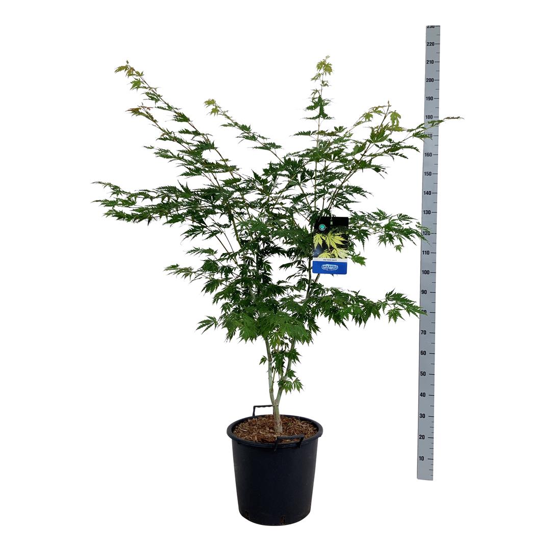 Acer &