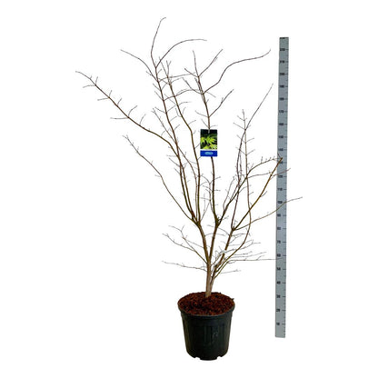 Acer &