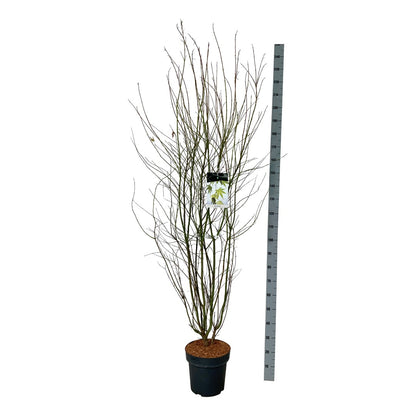 Acer palmatum C15 (15 liters kruka) 125-150 cm