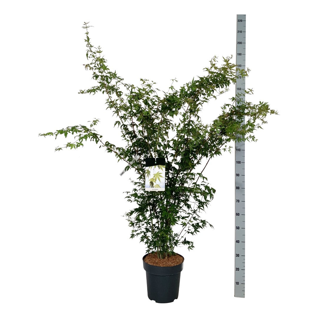 Acer palmatum C15 (15 liters kruka) 125-150 cm