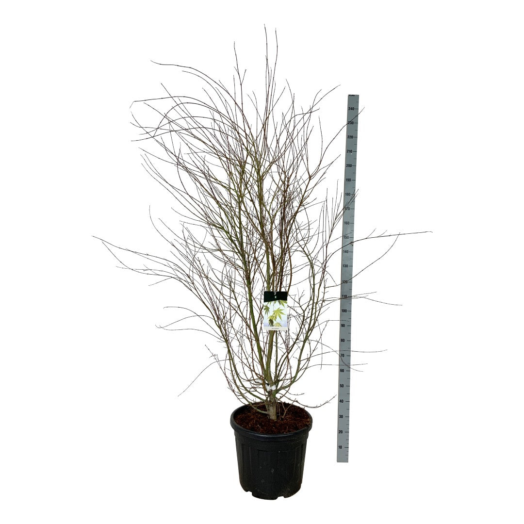 Lönn palmatum - C55 175-200CM EXTRA