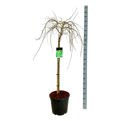 Acer palmatum &