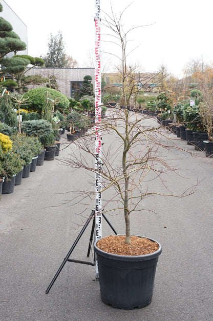 Acer palmatum &